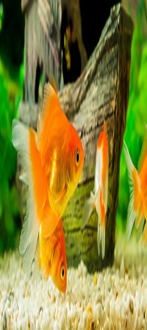 Roter Fisch im Wasser