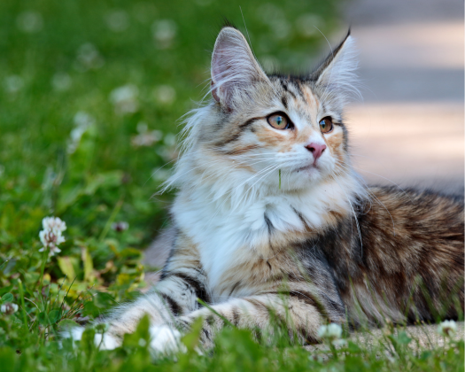 Eine Norwegische Wildkatze liegt im Gras