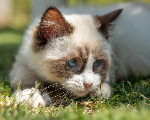 Ragdoll Katze auf dem Rasen