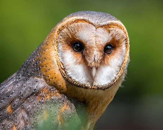 Ein Eulenvogel im Freien